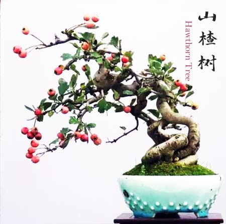Small Leaf Hawthorn Bonsai Tree – Flowering & Fruiting Live Bonsai Plant