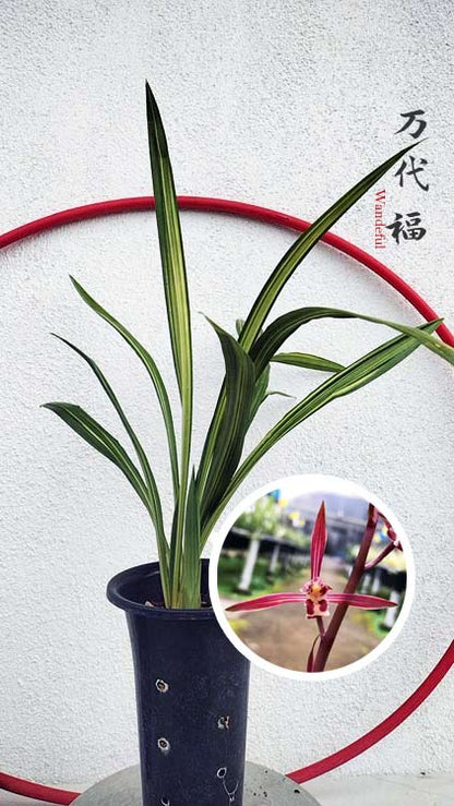 Live Orchid Plant Live Cymbidium sinense-WanDaiFu-万代福-Bare Root