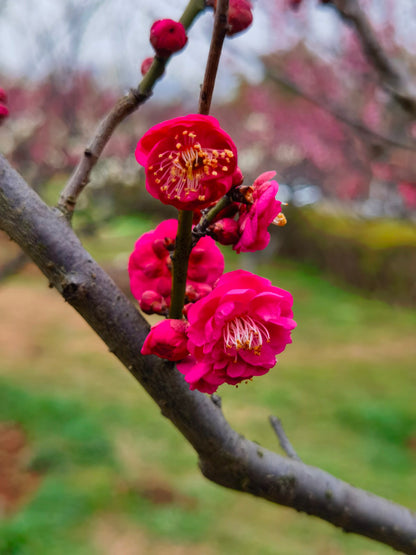 10 years old Bonsai  Plum blossom without buds without pot 红梅 Red plum