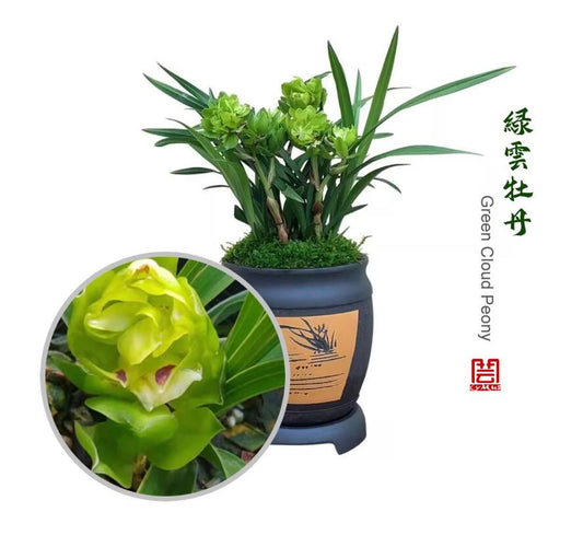 Live Orchid Plants 绿云牡丹-Green Cloud Peony Easy Care Orchids Air Purifying Live Houseplant Chinese  cymbidium Goeringii 春兰