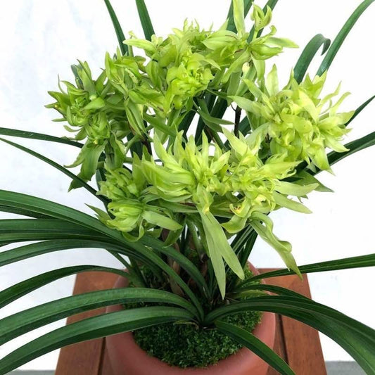 Live Cymbidium Goeringii 花开富贵 Orchids Perfect for Windowsills or Indoors-with buds 春兰