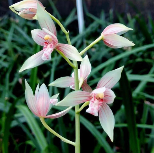 Live Orchid Color Plant 秋榜 菲雪 Flowers for Window, Yard, Garden-Spring Dew-Shipped With Flowers-QiuBang