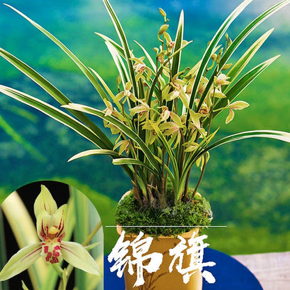 Cymbidium Ensifolium锦旗 JinQi Orchids Perfect for Windowsills or Indoors