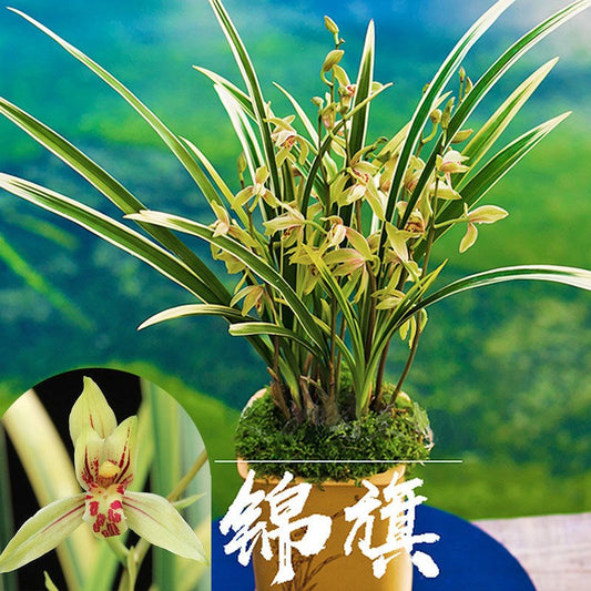 Cymbidium Ensifolium锦旗 JinQi Orchids Perfect for Windowsills or Indoors