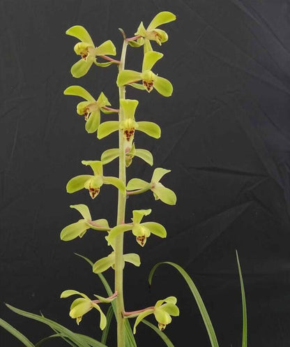 Per-sale Cymbidium Orchid Faberi 'DuanMei' Bare Root and Shipped no buds