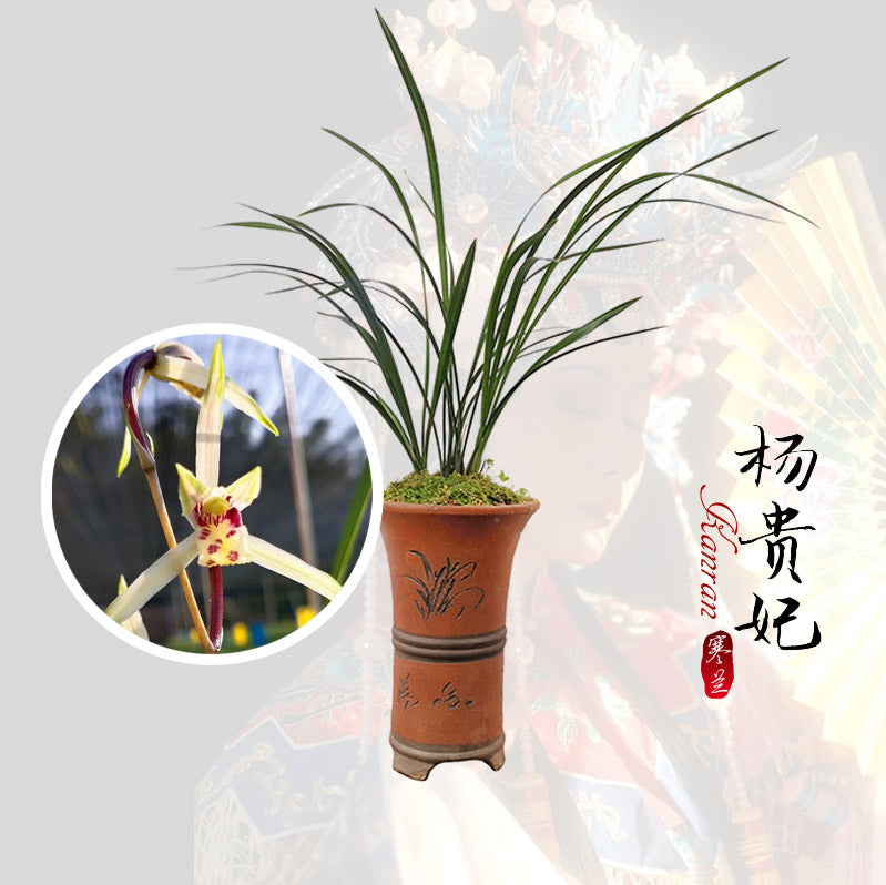 Cymbidium KanRan Yang Guifei 杨贵妃 Fragrant Orchids