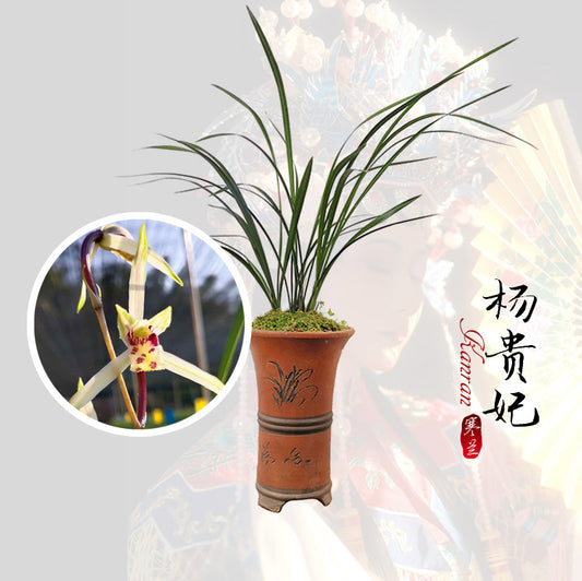 Cymbidium KanRan Yang Guifei 杨贵妃 Fragrant Orchids