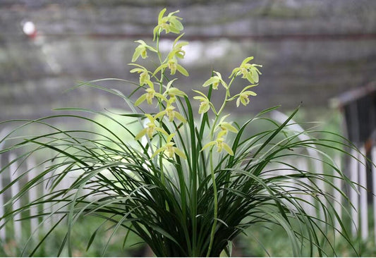 Live Cymbidium Faberi 九华蕙兰素 Orchids Perfect for Windowsills or Indoors-Shipped Without Flowers-国兰