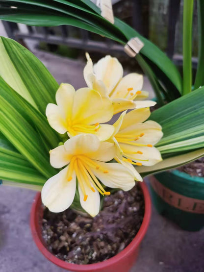 Yellow Clivia for sale