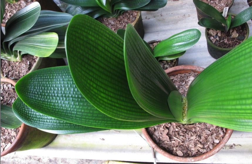 Clivia Seeds-Clivia Miniata Seeds 平尾绿 福伦 鸳鸯 血兰 PingWeiLv FuLun Madarin Duck Blood 5 pcs