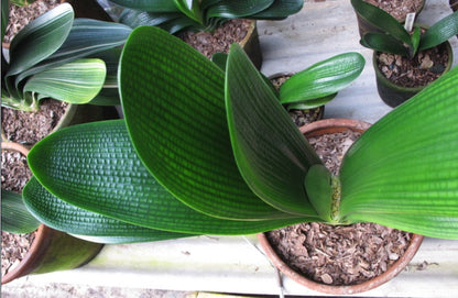 Clivia Seeds-Clivia Miniata Seeds 平尾绿 福伦 鸳鸯 血兰 PingWeiLv FuLun Madarin Duck Blood 5 pcs