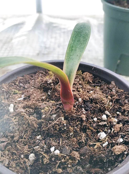 Blood Variegated Clivia miniata rare clivia 2 leaves