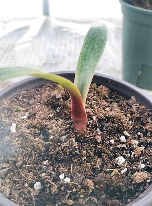 Blood Variegated Clivia miniata rare clivia 2 leaves