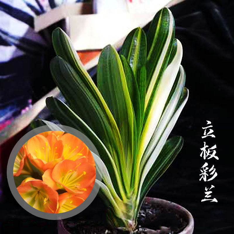 Clivia Seeds-Clivia Miniata seeds-君子兰种子   Stave Tiger Zebra 虎头麻脸 虎斑  微型兰 立板彩兰 短叶油匠  鸳鸯 知雀彩 血兰 Blood (5 seeds)