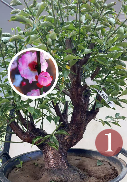Pre-Sale Rare Hehua Yudie Japanese Apricot Bonsai (Prunus mume) – Pink & White Double Flowers CYMUS Cymbidium Orchids Plum Blossom Bonsai Sale
