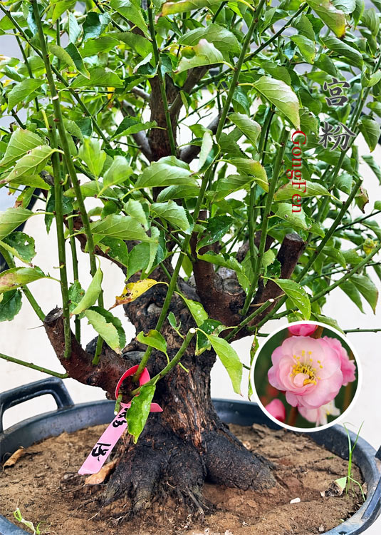 Pre-Sale Flowering Plum Bonsai, Rare GongFenMei Chinese Sweet Plum (Prunus mume) – 25+ Year Old Specimen CYMUS Nursery
