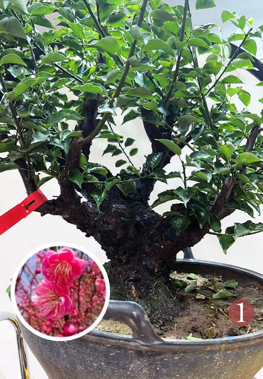 Pre-Sale Rare Flowering Plum Tree (Prunus mume) – 20+ Year Old Gulihong Bonsai Specimen CYMUS Nursery