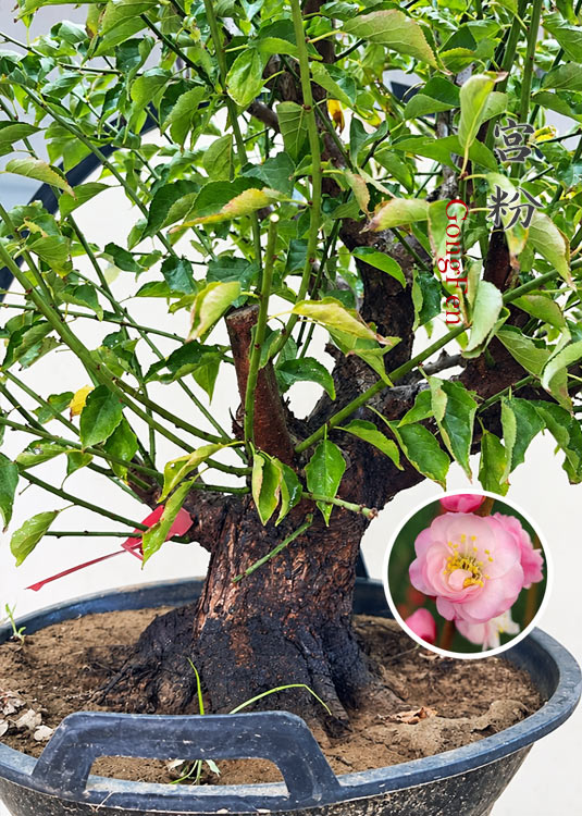 Pre-Sale Flowering Plum Bonsai, Rare GongFenMei Chinese Sweet Plum (Prunus mume) – 25+ Year Old Specimen CYMUS Nursery