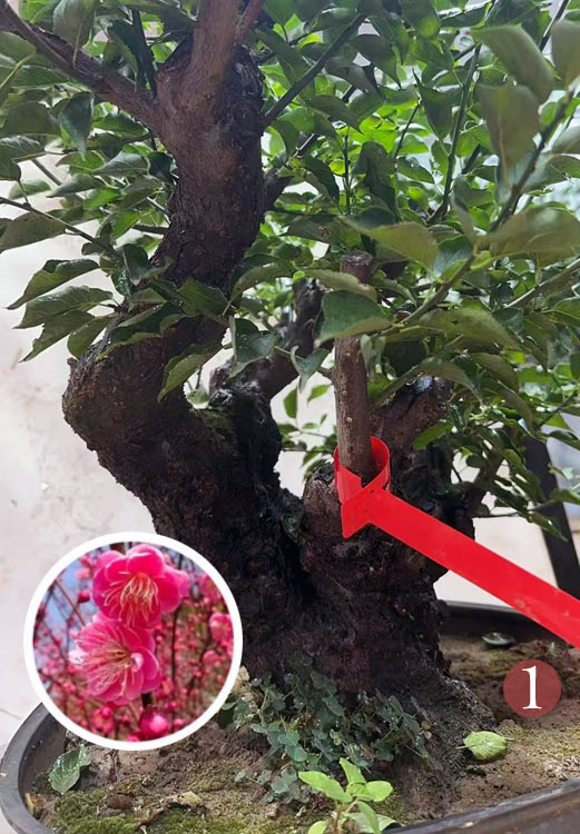 Pre-Sale Rare Flowering Plum Tree (Prunus mume) – 20+ Year Old Gulihong Bonsai Specimen CYMUS Nursery