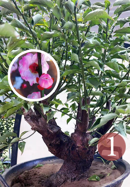 Pre-Sale Rare Hehua Yudie Japanese Apricot Bonsai (Prunus mume) – Pink & White Double Flowers CYMUS Cymbidium Orchids Plum Blossom Bonsai Sale