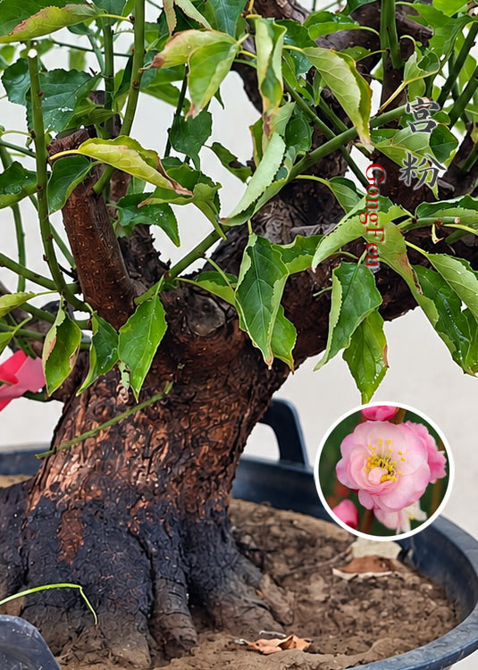 Pre-Sale Flowering Plum Bonsai, Rare GongFenMei Chinese Sweet Plum (Prunus mume) – 25+ Year Old Specimen CYMUS Nursery