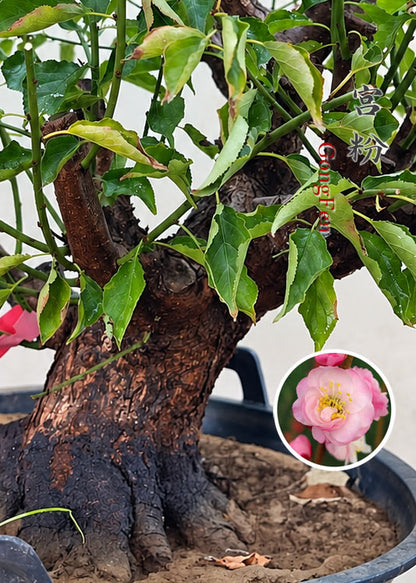 Pre-Sale Flowering Plum Bonsai, Rare GongFenMei Chinese Sweet Plum (Prunus mume) – 25+ Year Old Specimen CYMUS Nursery