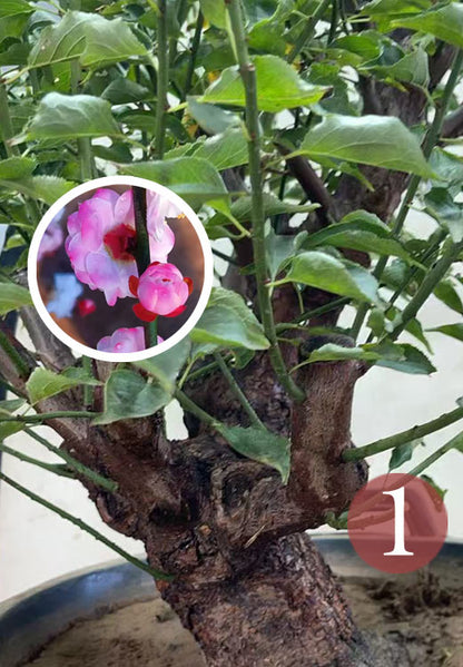 Pre-Sale Rare Hehua Yudie Japanese Apricot Bonsai (Prunus mume) – Pink & White Double Flowers CYMUS Cymbidium Orchids Plum Blossom Bonsai Sale