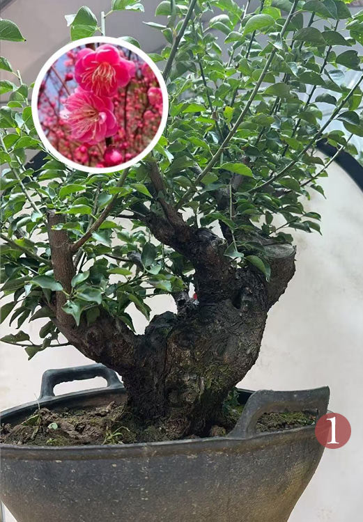 Pre-Sale Rare Flowering Plum Tree (Prunus mume) – 20+ Year Old Gulihong Bonsai Specimen CYMUS Nursery