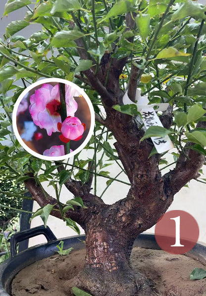 Pre-Sale Rare Hehua Yudie Japanese Apricot Bonsai (Prunus mume) – Pink & White Double Flowers CYMUS Cymbidium Orchids Plum Blossom Bonsai Sale