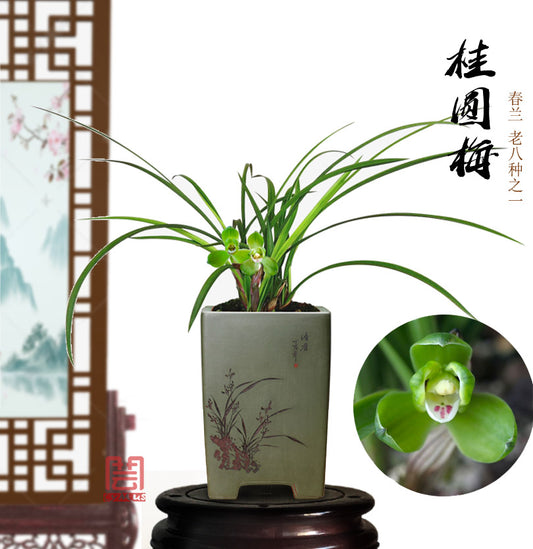 Live Orchid Plants 桂圆梅-Easy Care Orchids Air Purifying Live Houseplant Chinese  cymbidium goeringii GuiYuanMei 春兰