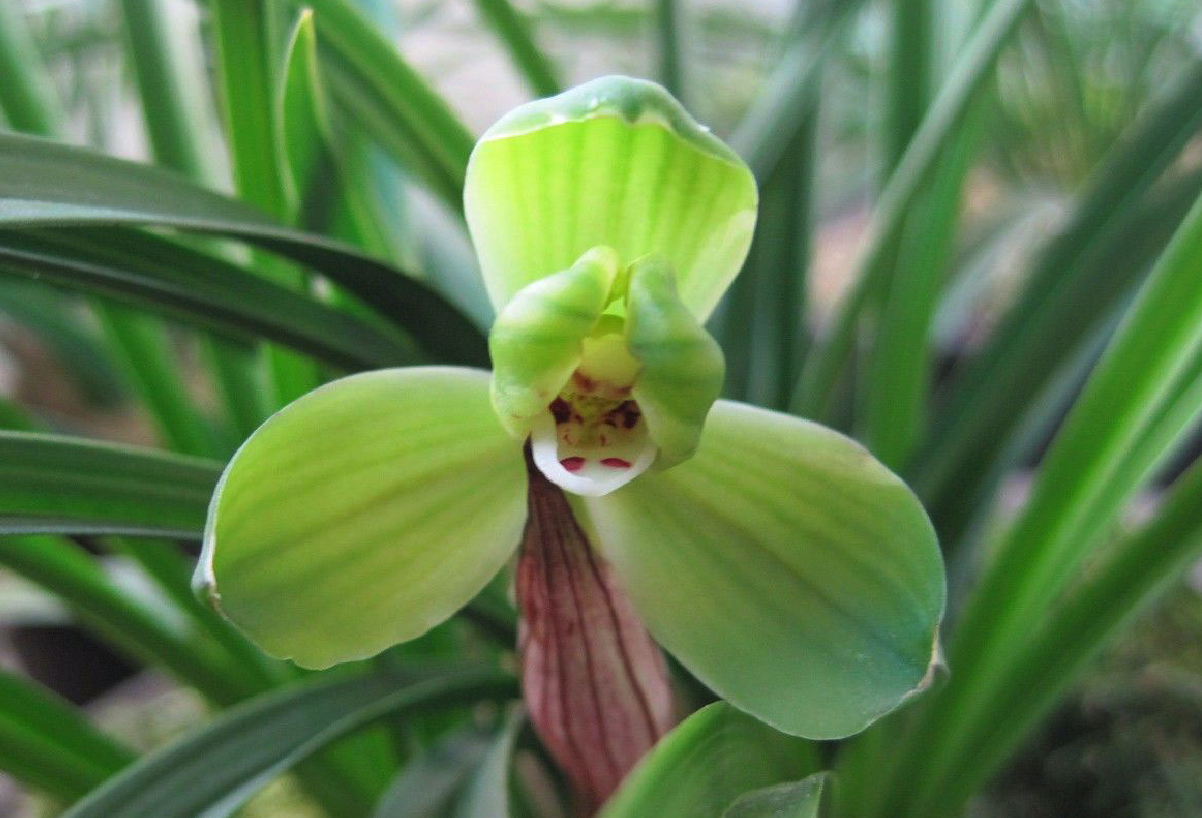 Live Orchid Plants 桂圆梅-Easy Care Orchids Air Purifying Live Houseplant Chinese  cymbidium goeringii GuiYuanMei 春兰