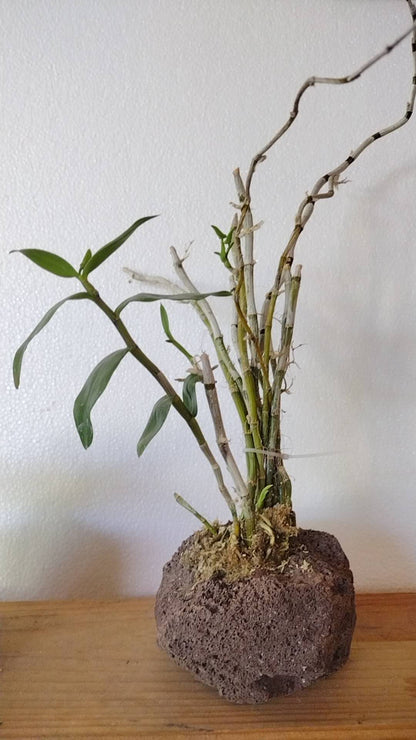 Lava Rock pots – All Natural, Perfect for Succulents and Air Plants.Carved rock planter. Planter pot for Calamus, bonsai, Moss