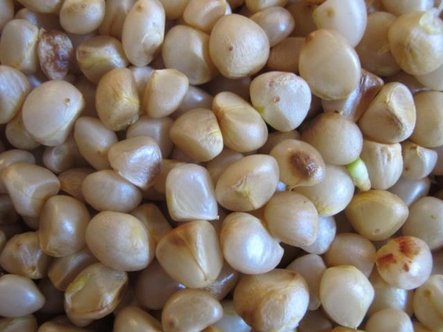 Clivia Seeds-Clivia Miniata Seeds 平尾绿 福伦 鸳鸯 血兰 PingWeiLv FuLun Madarin Duck Blood 5 pcs