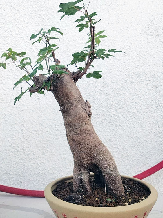 Authentic Chinese Trident Maple Bonsai - Massive Nebari, Old Style Trunk with Pot CYMUS Nurery