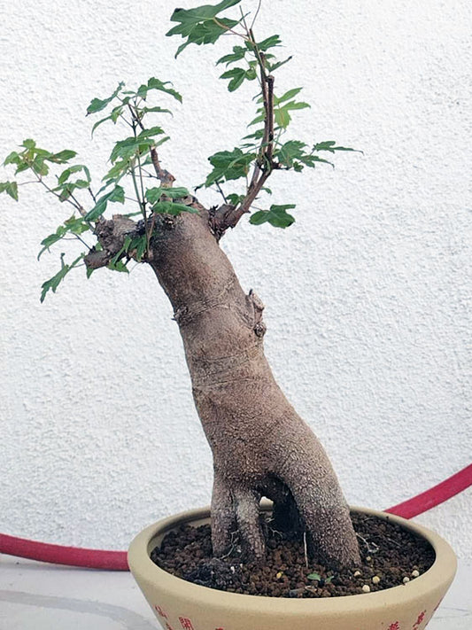 Authentic Chinese Trident Maple Bonsai - Massive Nebari, Old Style Trunk with Pot CYMUS Nurery