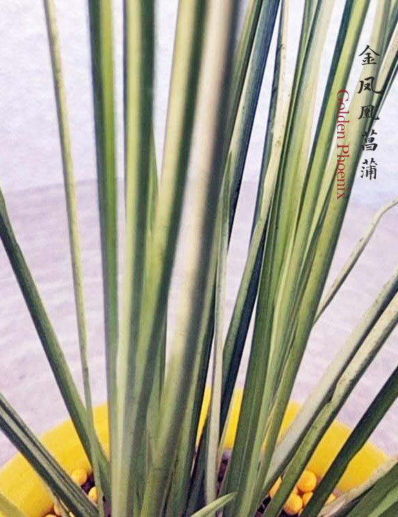 Golden Phoenix Calamus Acorus Bonsai – Fragrant Foliage & Traditional Chinese Scholar’s Plant with pot CYMUS Nursery