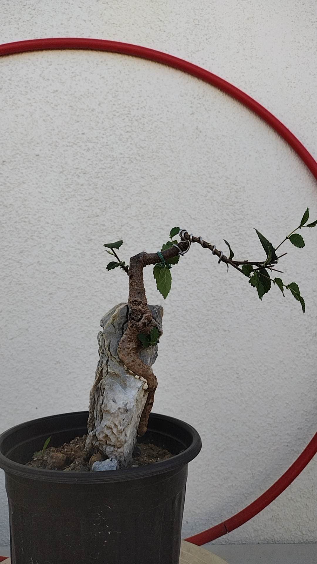 Chinese Elm Root-over-Rock Bonsai – Beginner Friendly easy care shipping with pot