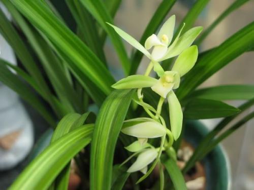 Live Orchid Plant 金丝马尾 Live Cymbidium ensifolium-JinSiMaWei-Bare Foot and Shipped Without Flower 国兰