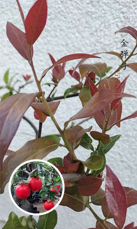 Diospyros armata 金弹子 逸源红 evergreen JinDanZi  stump bonsai with pot