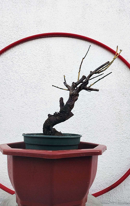 Rare 'Golden Brocade Branches' Japanese Apricot Bonsai (Prunus mume) – 8+ Year Old with Buds