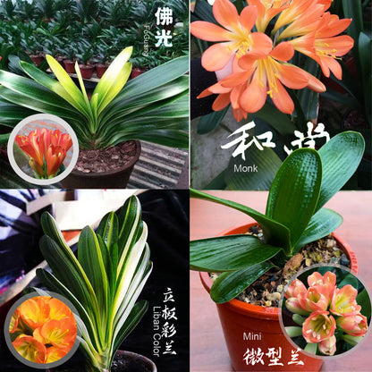 Clivia for sale