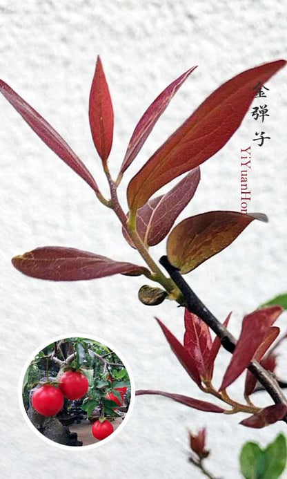 Diospyros armata 金弹子 逸源红 evergreen JinDanZi  stump bonsai with pot