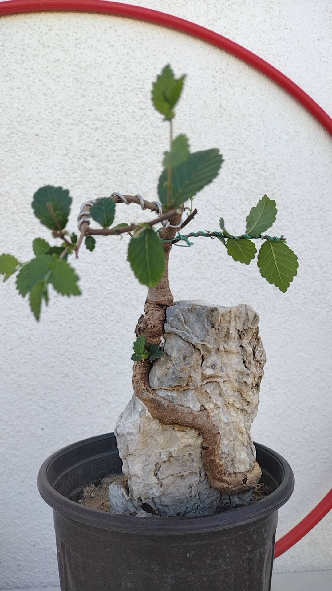 Chinese Elm Root-over-Rock Bonsai – Beginner Friendly easy care shipping with pot