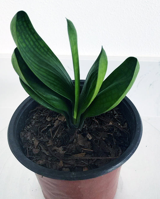 Mini Clivia miniata Cute and round with pot
