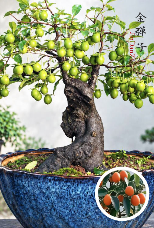 Old Original-Root Jindanzi Bonsai – Flat Trunk Specimen with Golden-Yellow Fruit CYMUS Nursery