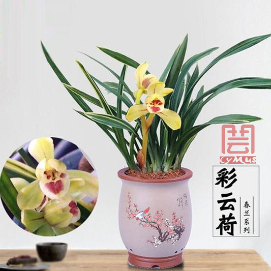 Live Orchid 彩云荷 Goeringii Plants-Easy Care Orchids Air Purifying Live Houseplant Cymbidium  CaiYunHe 国兰 春兰