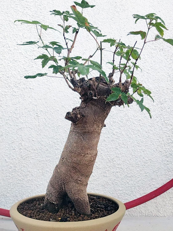Authentic Chinese Trident Maple Bonsai - Massive Nebari, Old Style Trunk with Pot CYMUS Nurery
