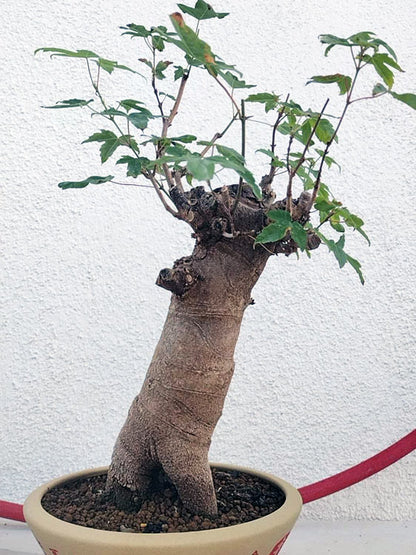 Authentic Chinese Trident Maple Bonsai - Massive Nebari, Old Style Trunk with Pot CYMUS Nurery