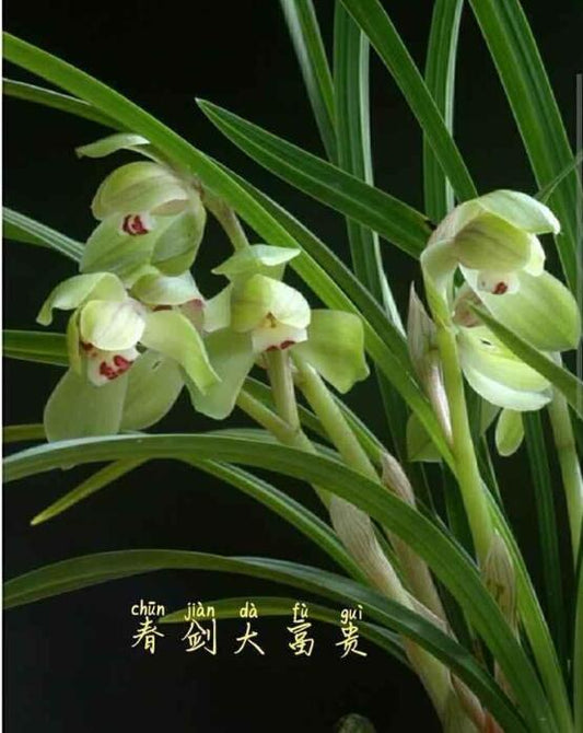 Cymbidium Orchid Tortisepalum DaFuGui 春剑大富贵 Perfect for Windowsills or Indoors