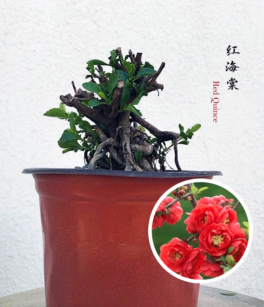 alm-Sized White Red Quince Bonsai – Massive White Blooms, Beautiful Old Stump Shape